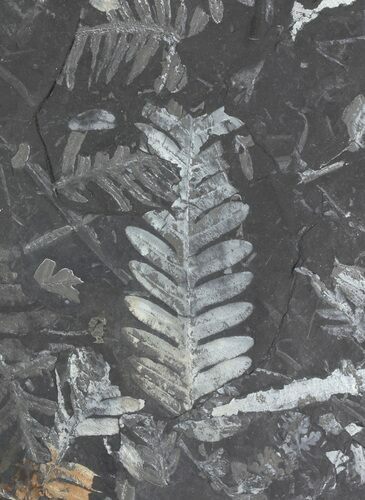 Fossil Seed Fern Plate - Pennsylvania #32709